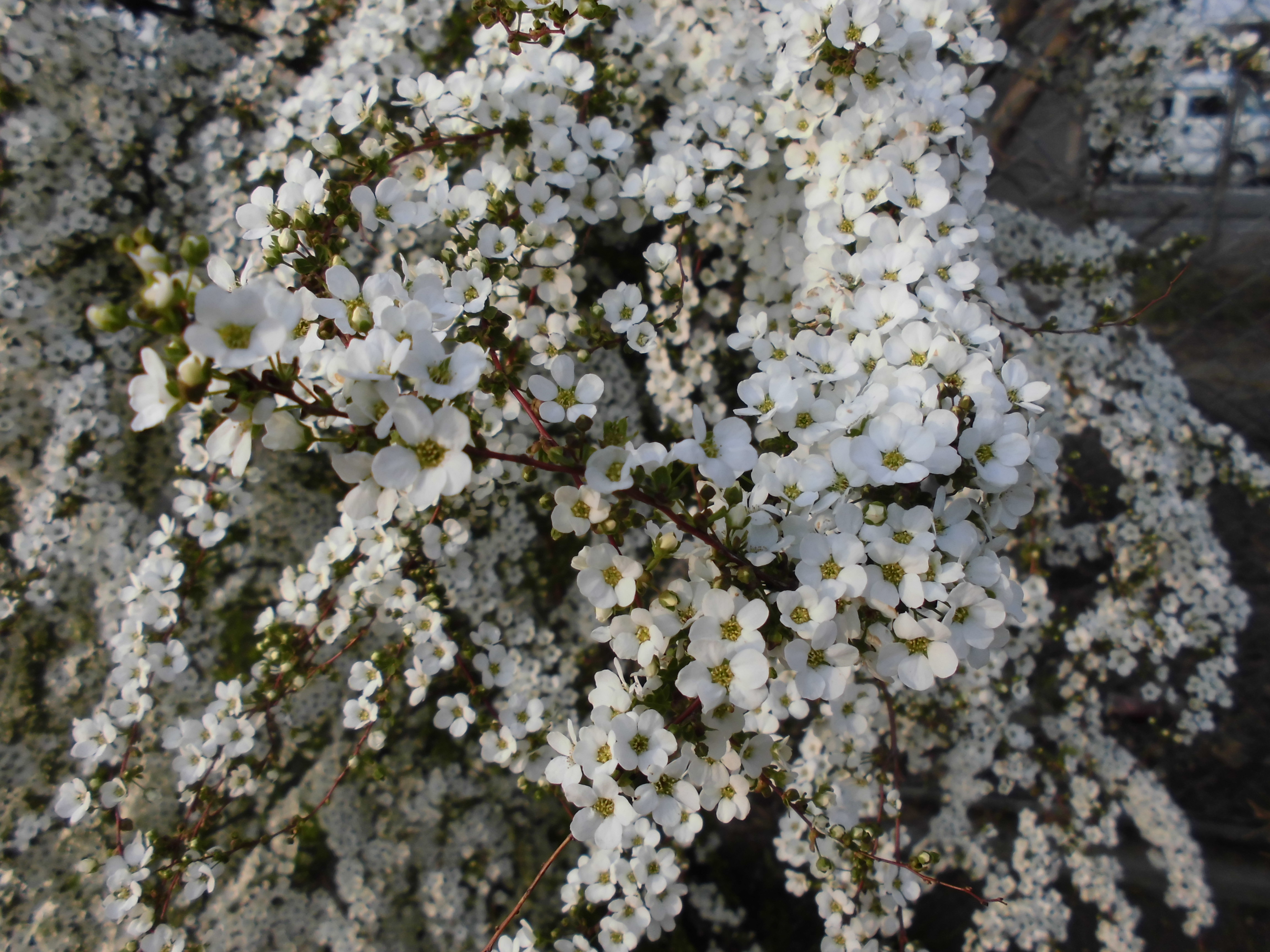 見頃の花 公益財団法人徳島市公園緑地管理公社