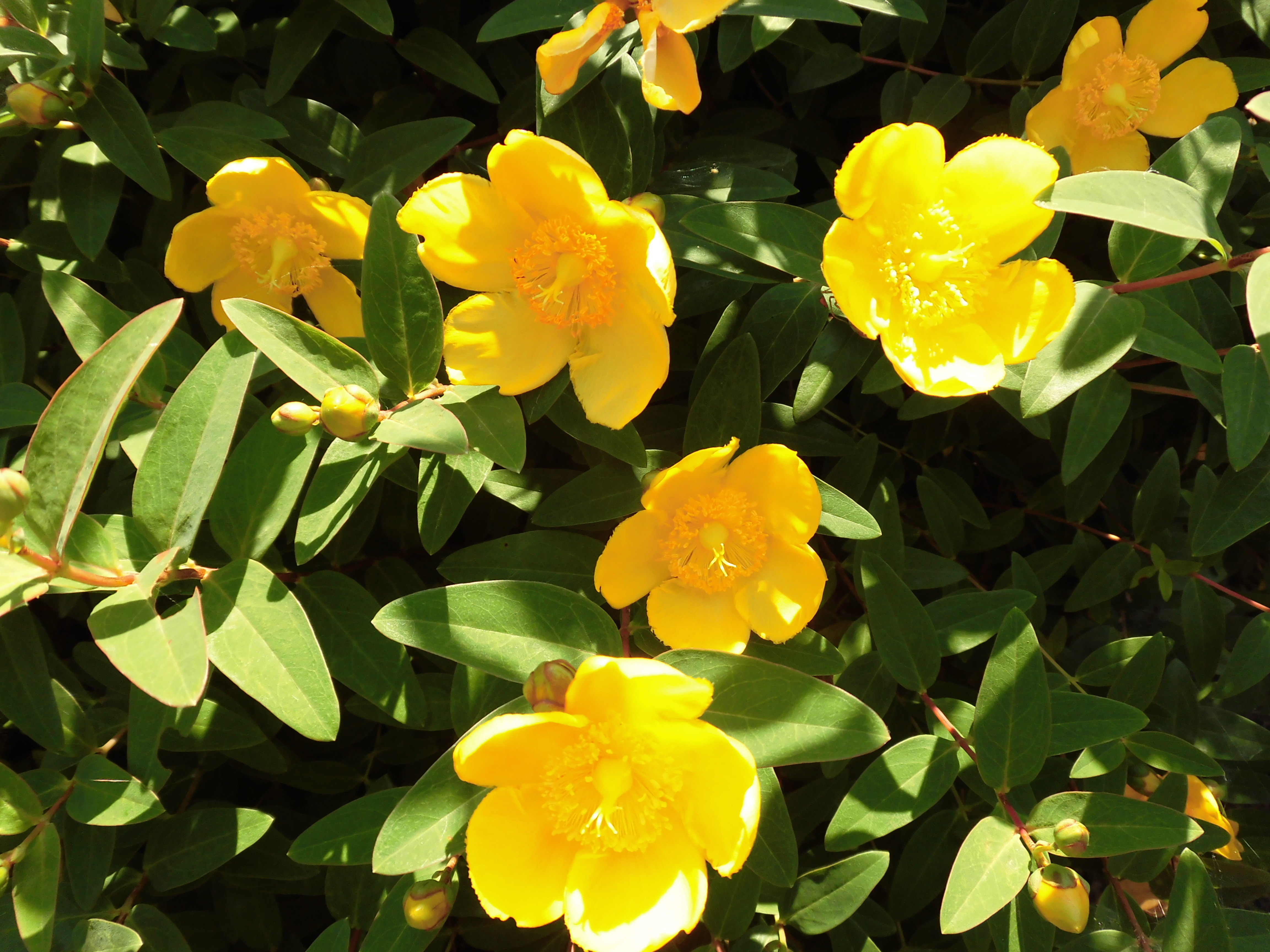 見頃の花 公益財団法人徳島市公園緑地管理公社