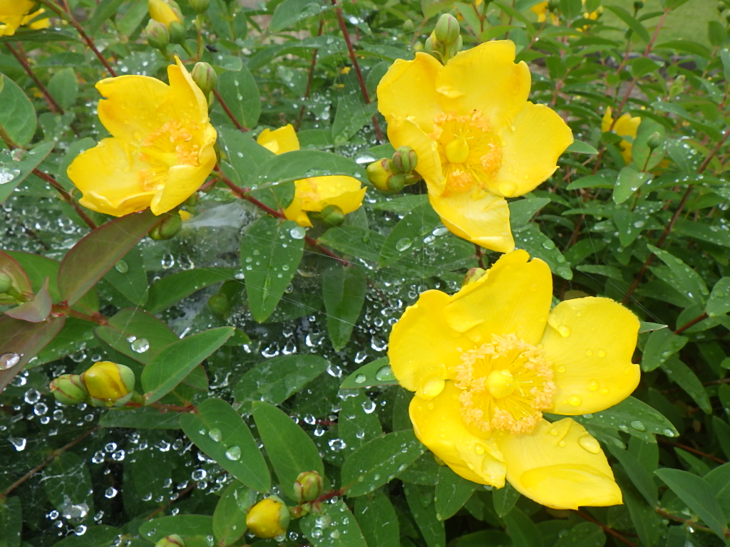 見頃の花 公益財団法人徳島市公園緑地管理公社