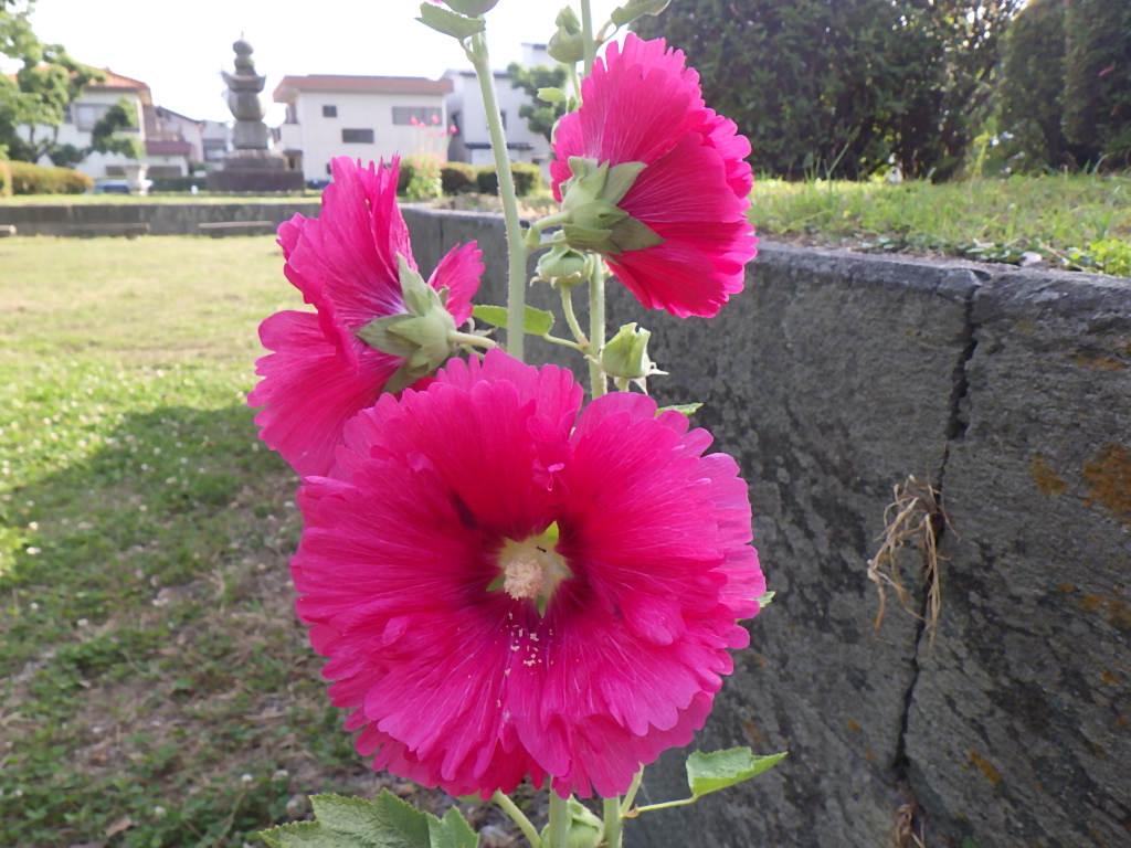 見頃の花 公益財団法人徳島市公園緑地管理公社