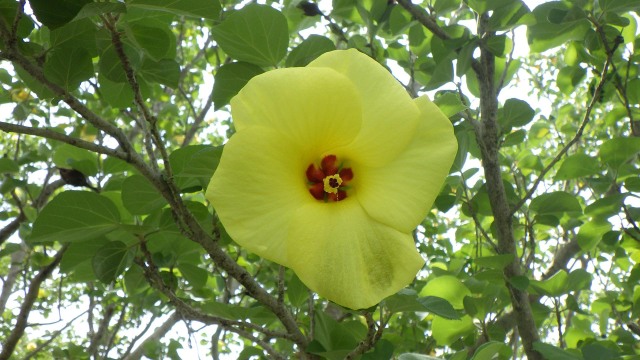 ハマボウの花