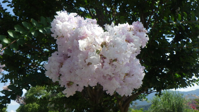 サルスベリの花