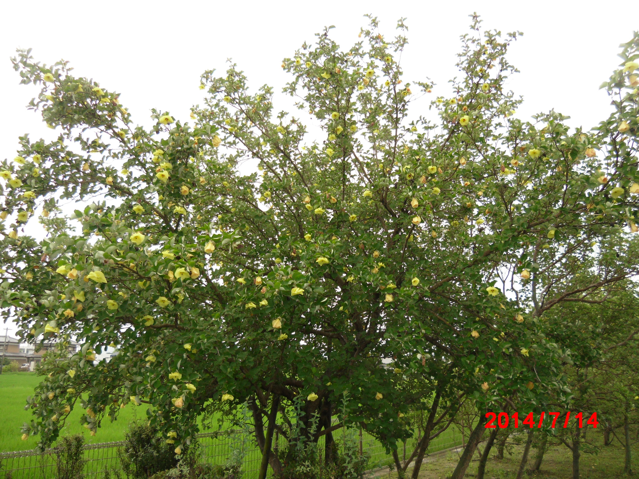 見頃の花 公益財団法人徳島市公園緑地管理公社