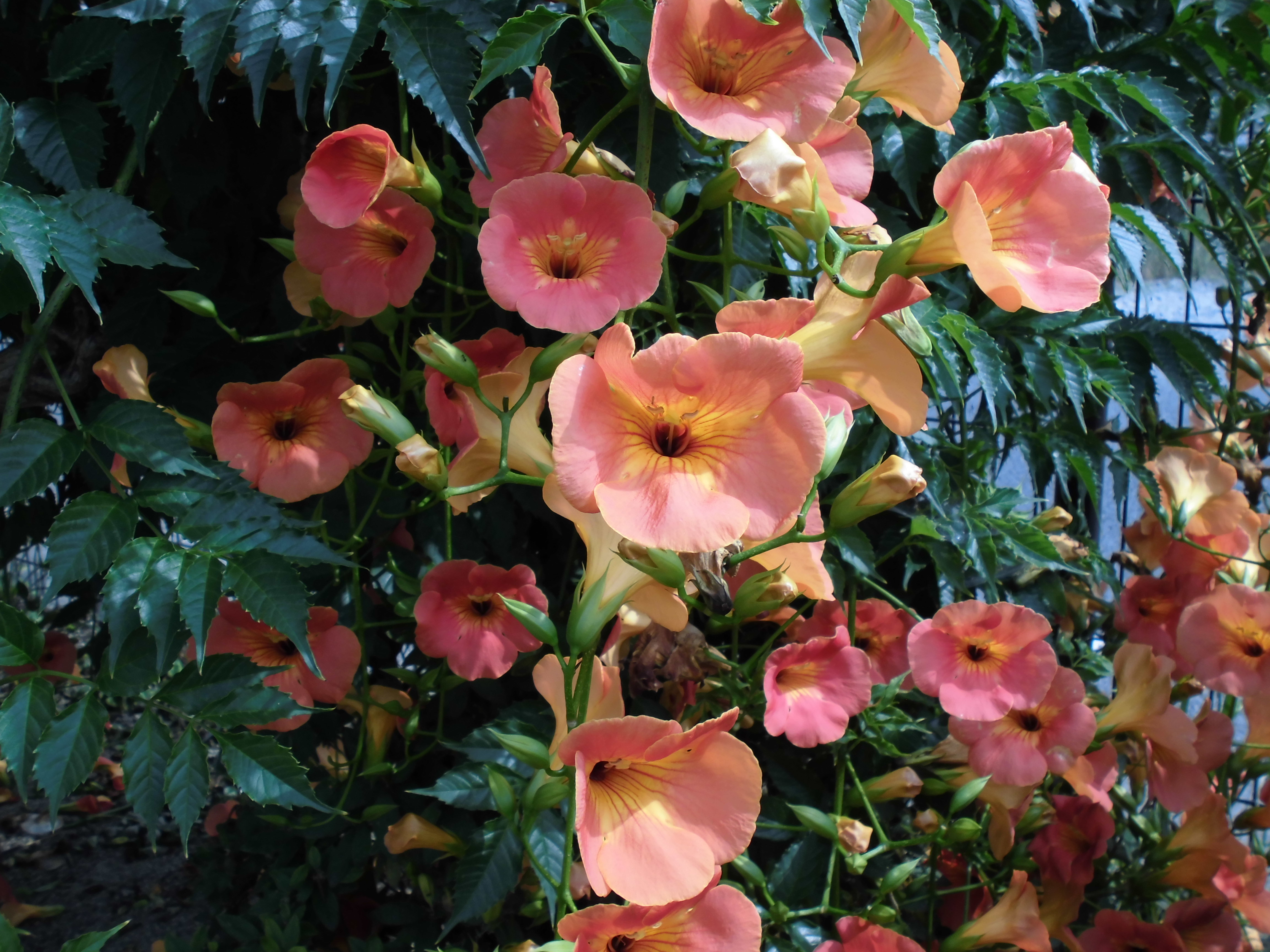 見頃の花｜公益財団法人徳島市公園緑地管理公社
