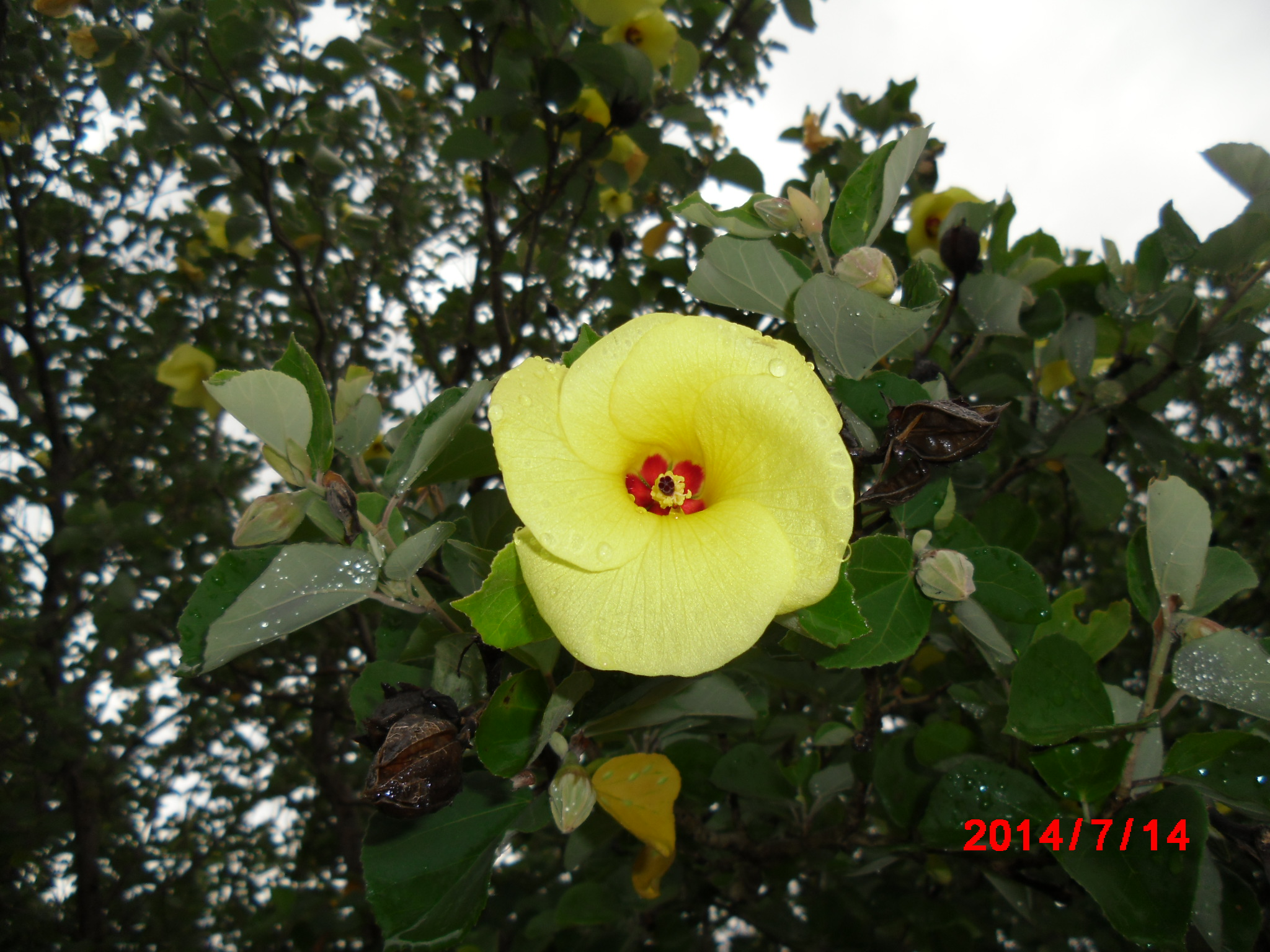 見頃の花 公益財団法人徳島市公園緑地管理公社