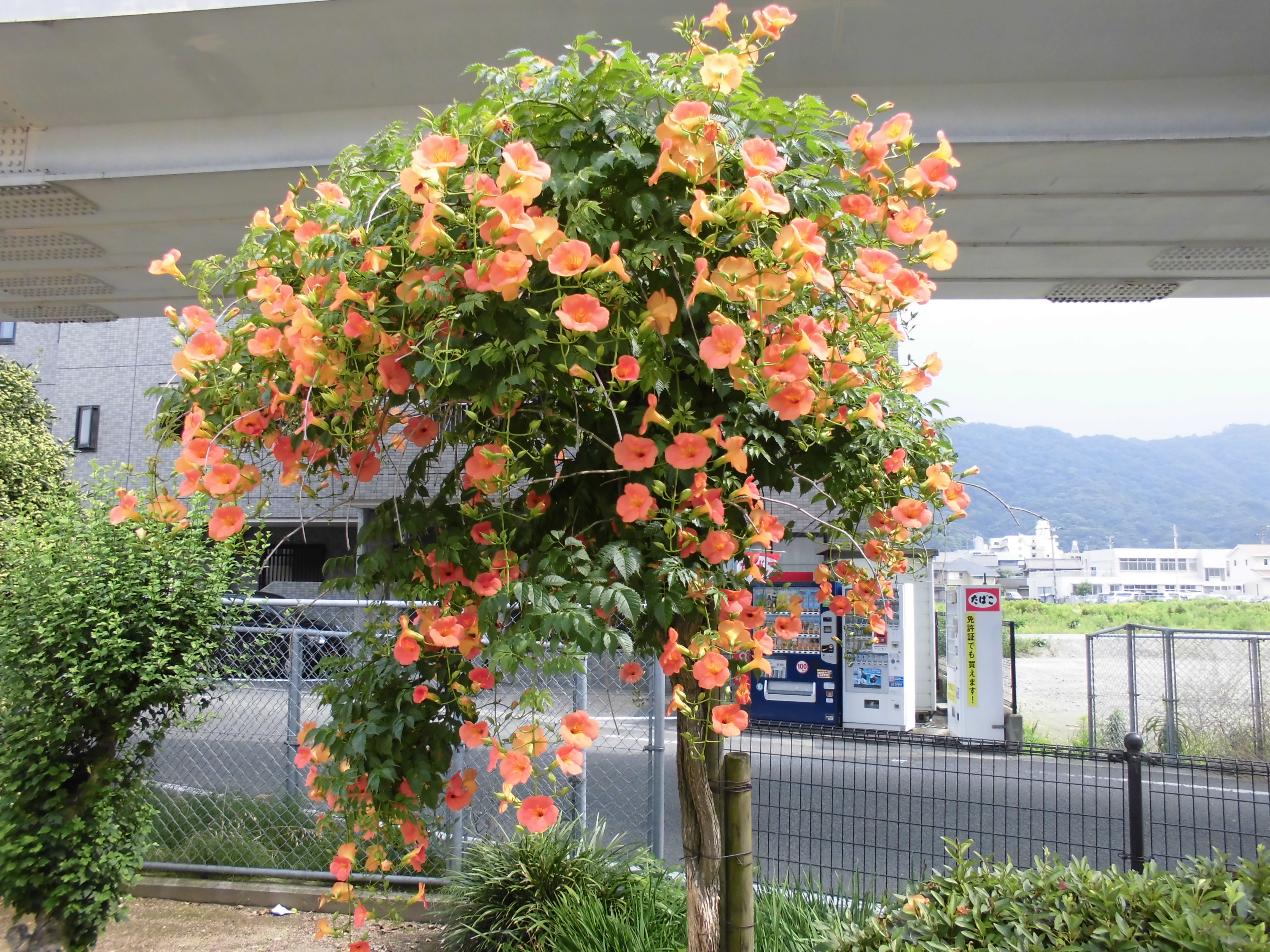 見頃の花｜公益財団法人徳島市公園緑地管理公社