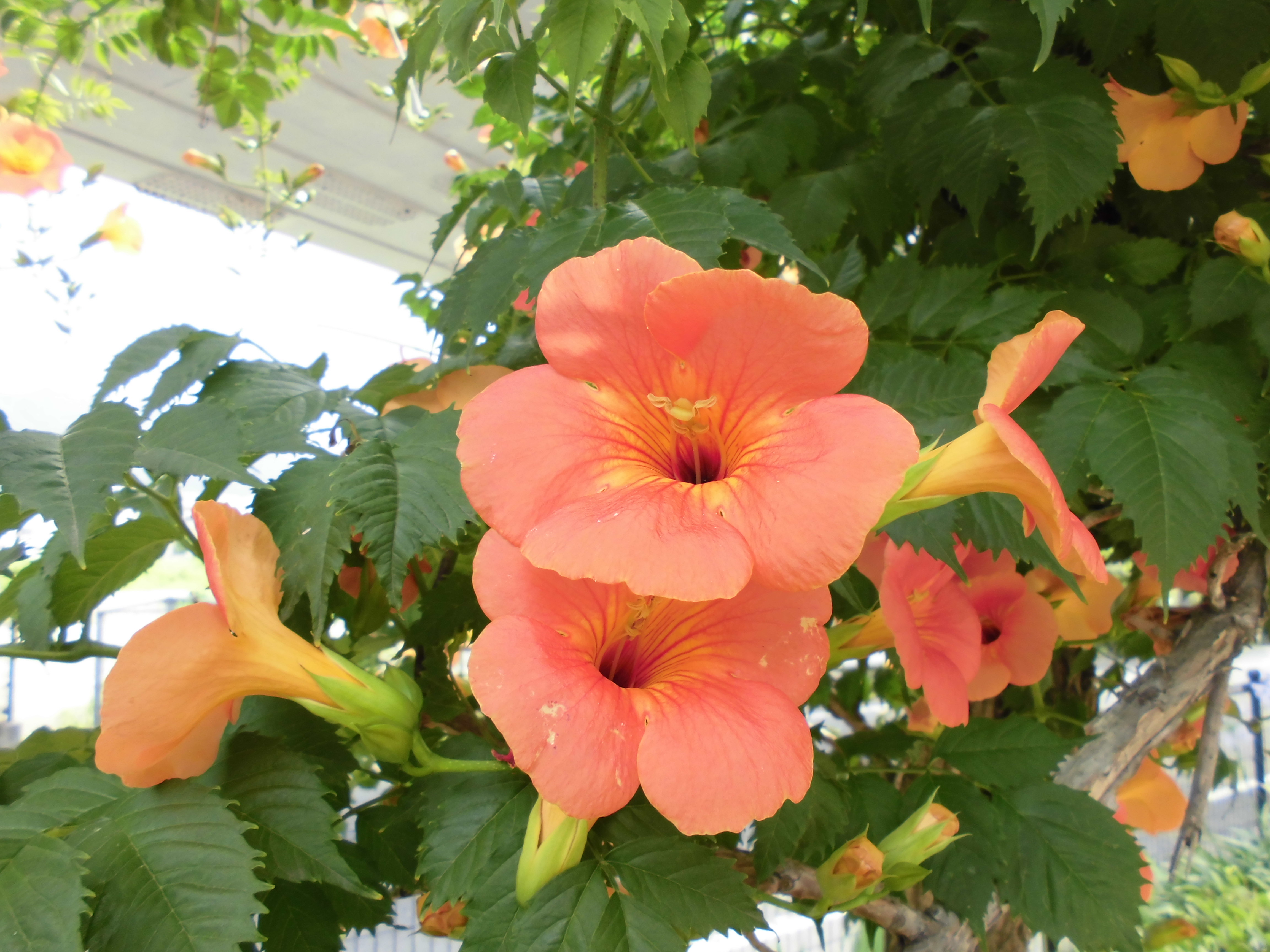 見頃の花｜公益財団法人徳島市公園緑地管理公社